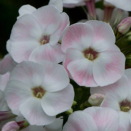 Флокс метельчатый Мазер ов Перл