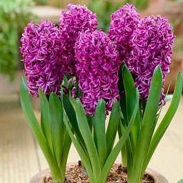 Гиацинт садовый Пёпл Сенсейшн