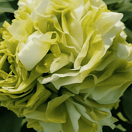 Пион Древовидный  Spring Willow