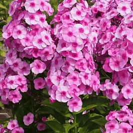 Флокс метельчатый Fondant Fancy