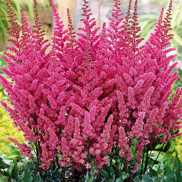 Астильба китайская Мэгги Дейли