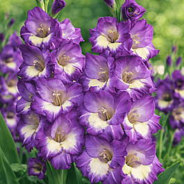 Гладиолус King's Lynn