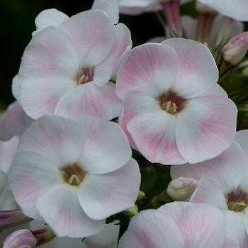 Флокс метельчатый Мазер ов Перл