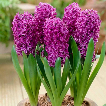Гиацинт садовый Пёпл Сенсейшн