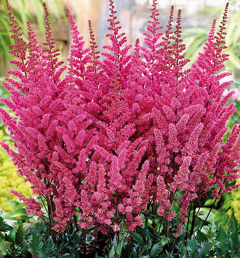 Астильба китайская Мэгги Дейли