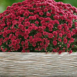Хризантема  Skyfall red