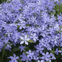 Флокс растопыренный Blue Perfume