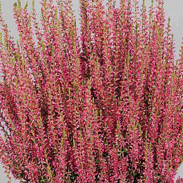 Вереск обыкновенный