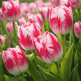 Тюльпан Blenda Flame-Royal Virgin- Barcelona