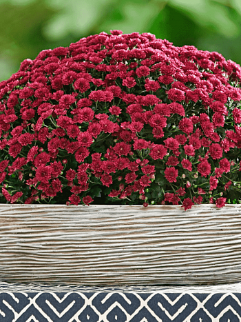 Хризантема  Skyfall red