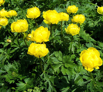 Купальница европейская Lemon Supreme