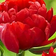 Тюльпан Махровый Abba
