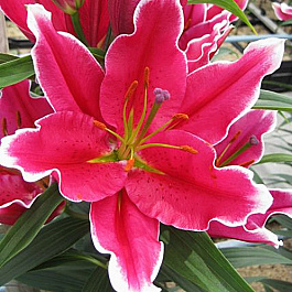 Лилия восточная Фурио