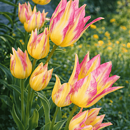 Тюльпан Antoinette