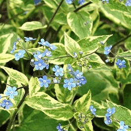 Бруннера крупнолистная Hadspen Cream