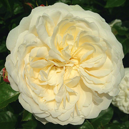 Роза английская парковая Транквилити