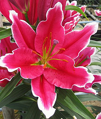 Лилия восточная Фурио