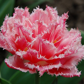 Тюльпан Криспион Свит