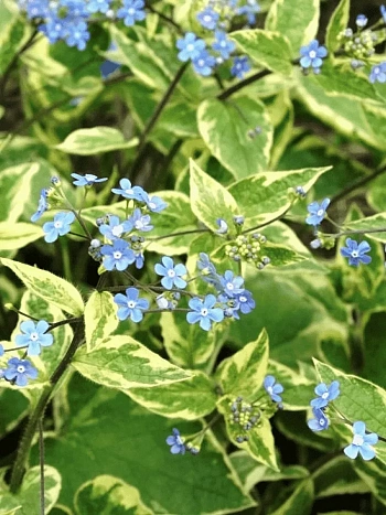 Бруннера крупнолистная Hadspen Cream