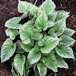 Бруннера крупнолистная Лэнгтриз