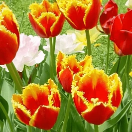 Тюльпан бахромчатый Davenport