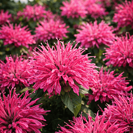 Монарда двойчатая Pardon My Rose