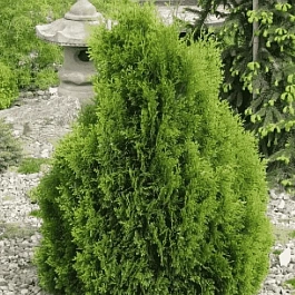 Туя западная Miky