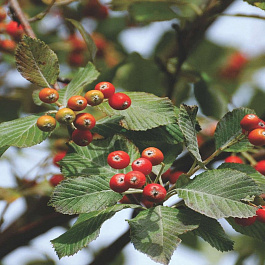 Рябина круглолистная