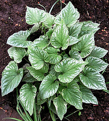 Бруннера крупнолистная Лэнгтриз