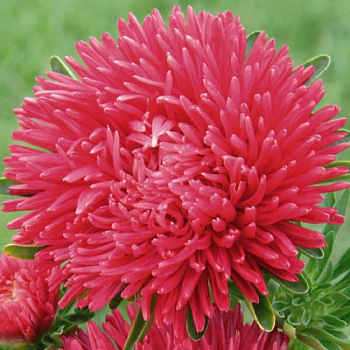 Астра Классик Скарлет