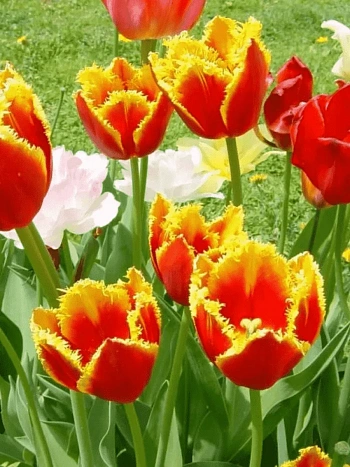 Тюльпан бахромчатый Davenport