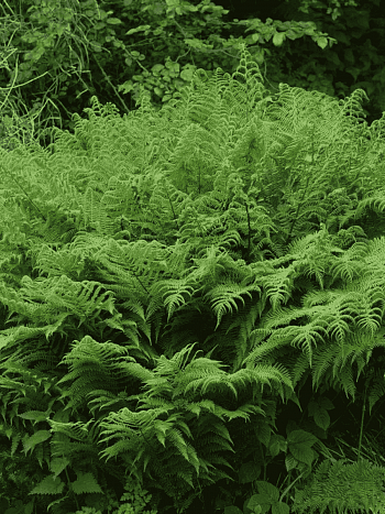 Кочедыжник женский