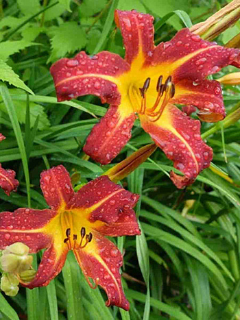 Лилейник Autumn Red