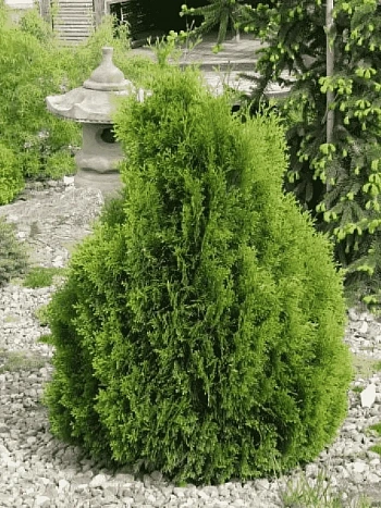 Туя западная Miky