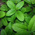 Мята колосистая Spearmint