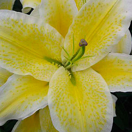 Лилия восточная Санкэтчер