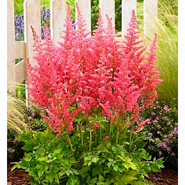 Астильба китайская Сенсейшн Сэлмон Бьюти Астильба китайская Сенсейшн Сэлмон Бьюти