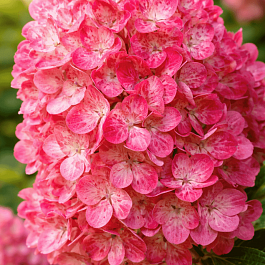 Гортензия метельчатая Magical Flame
