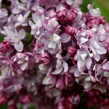 Сирень обыкновенная Век