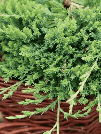 Можжевельник горизонтальный Prostrata