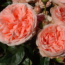 Роза флорибунда Кимоно Роза флорибунда Кимоно