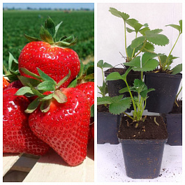 Земляника садовая Джоли НАБОР 5ШТ