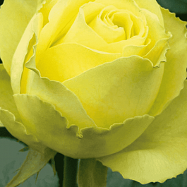 Роза чайно-гибридная Limbo