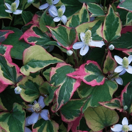 Хауттюйния сердцевидная Chameleon