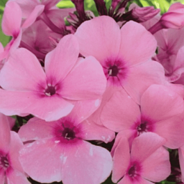 Флокс метельчатый Радомир