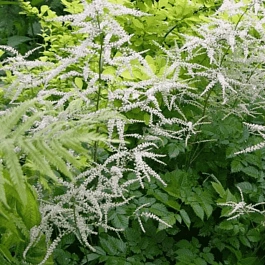 Волжанка двудомная Guinea Fowl