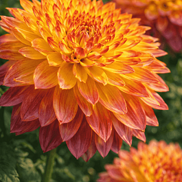 Георгина Boogie Woogie