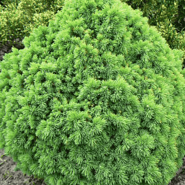 Ель канадская Alberta Globe