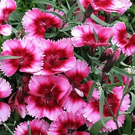 Гвоздика китайская Coronet Rasberry