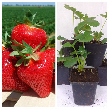 Земляника садовая Джоли НАБОР 5ШТ